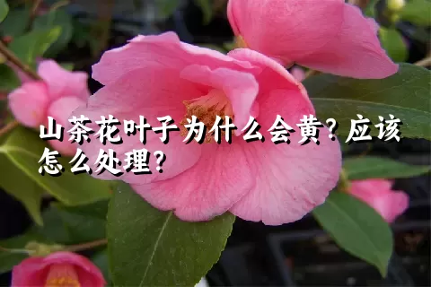 山茶花叶子为什么会黄？应该怎么处理？