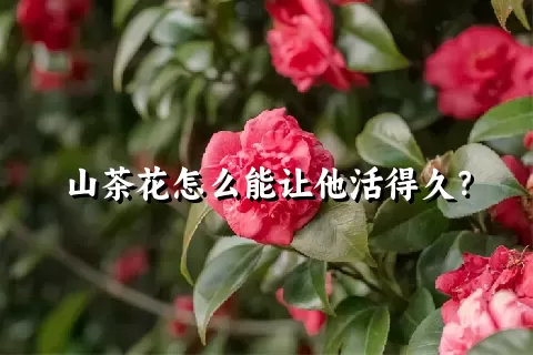 山茶花怎么能让他活得久？