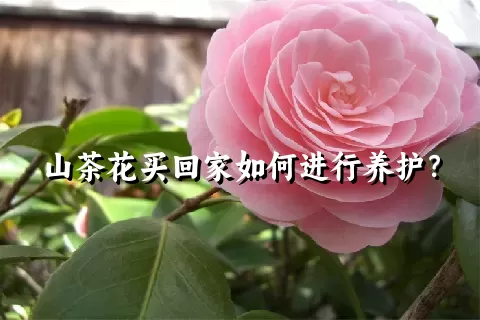 山茶花买回家如何进行养护？