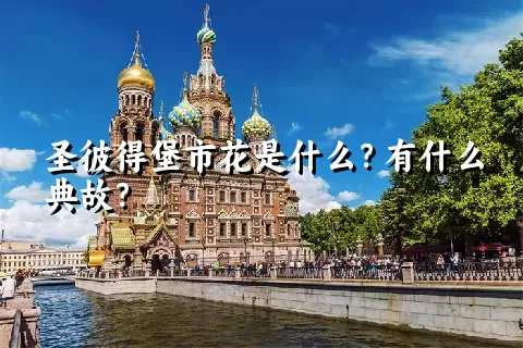 圣彼得堡市花是什么？有什么典故？