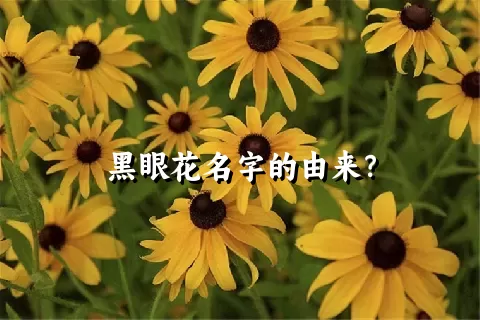 黑眼花名字的由来？