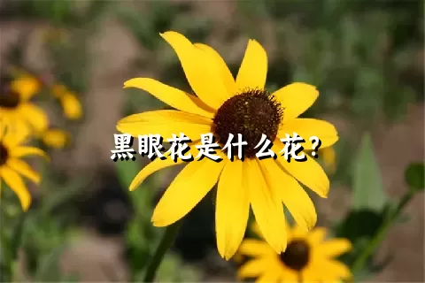 黑眼花是什么花？