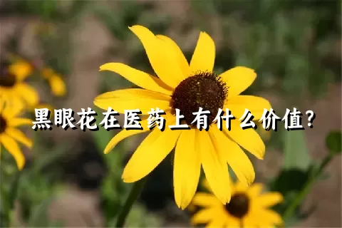 黑眼花在医药上有什么价值？