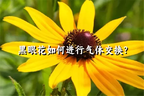 黑眼花如何进行气体交换？