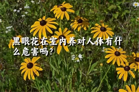 黑眼花在室内养对人体有什么危害吗？