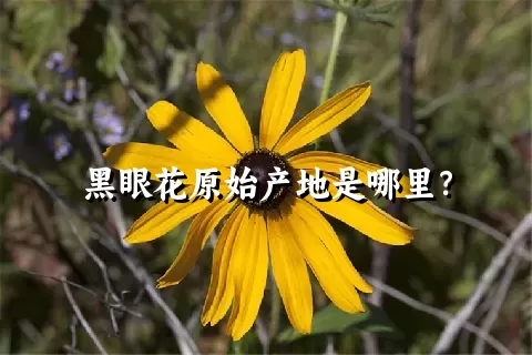 黑眼花原始产地是哪里？