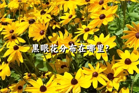 黑眼花分布在哪里?