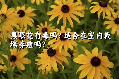 黑眼花有毒吗？适合在室内栽培养殖吗？