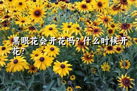 黑眼花会开花吗？什么时候开花？