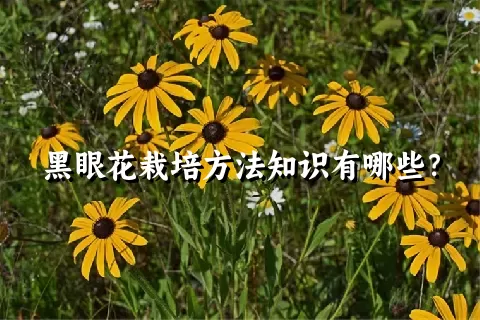 黑眼花栽培方法知识有哪些？