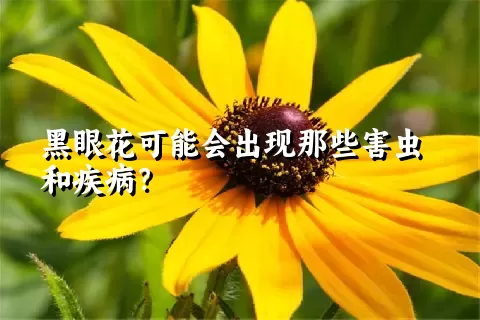 黑眼花可能会出现那些害虫和疾病？