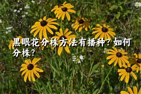 黑眼花分株方法有播种？如何分株？