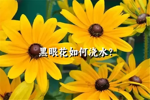 黑眼花如何浇水？