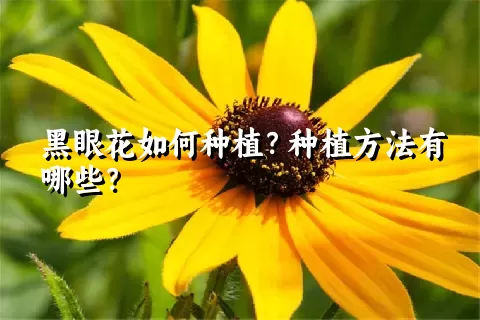 黑眼花如何种植？种植方法有哪些？