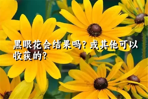 黑眼花会结果吗？或其他可以收获的？