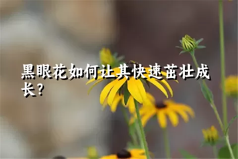 黑眼花如何让其快速茁壮成长？