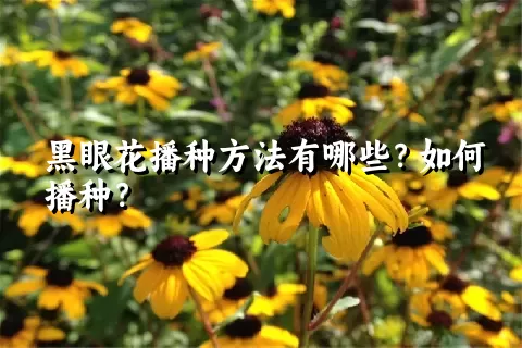 黑眼花播种方法有哪些？如何播种？