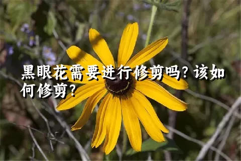 黑眼花需要进行修剪吗？该如何修剪？