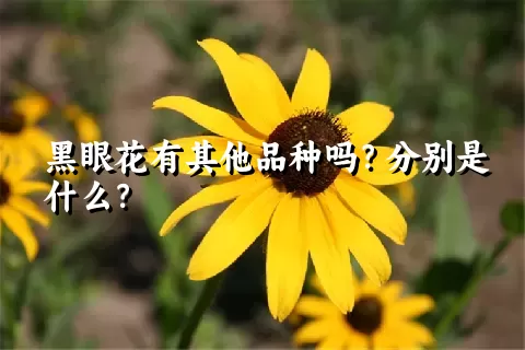 黑眼花有其他品种吗？分别是什么？