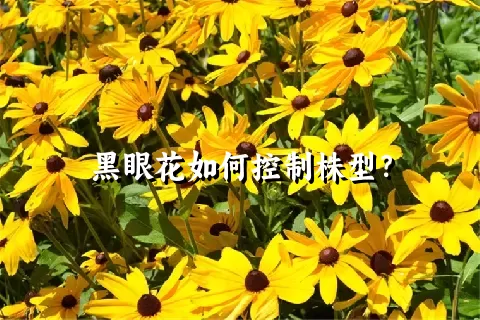 黑眼花如何控制株型？