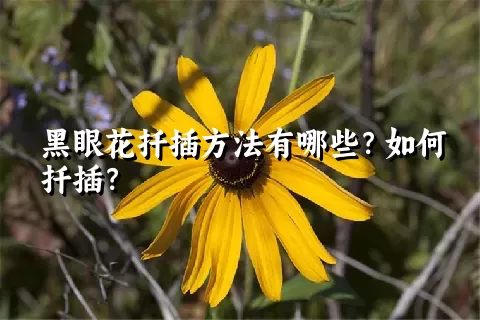 黑眼花扦插方法有哪些？如何扦插？