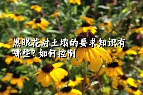 黑眼花对土壤的要求知识有哪些？如何控制