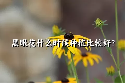 黑眼花什么时候种植比较好？