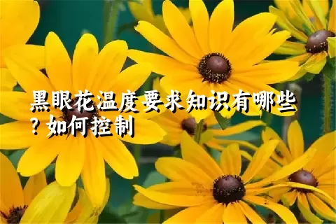 黑眼花温度要求知识有哪些？如何控制