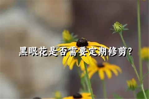 黑眼花是否需要定期修剪？