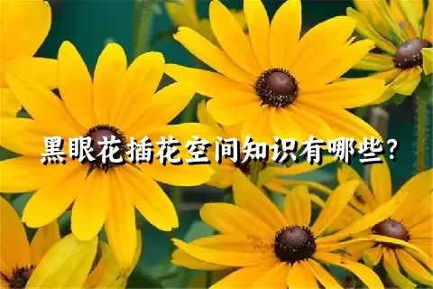 黑眼花插花空间知识有哪些？