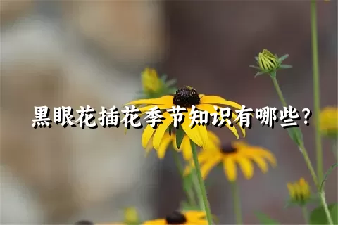 黑眼花插花季节知识有哪些？