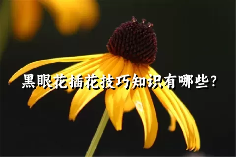 黑眼花插花技巧知识有哪些？