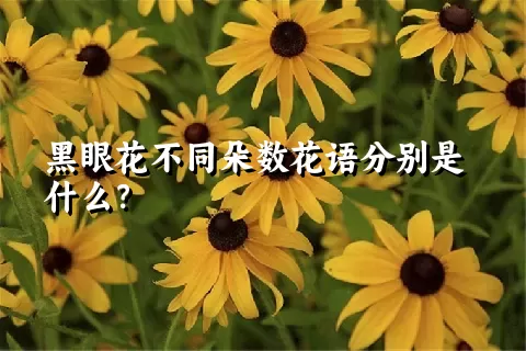 黑眼花不同朵数花语分别是什么？