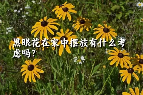 黑眼花在家中摆放有什么考虑吗？