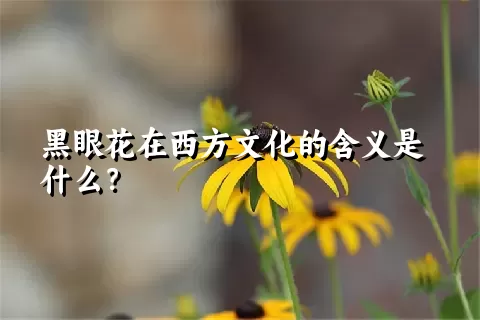 黑眼花在西方文化的含义是什么？