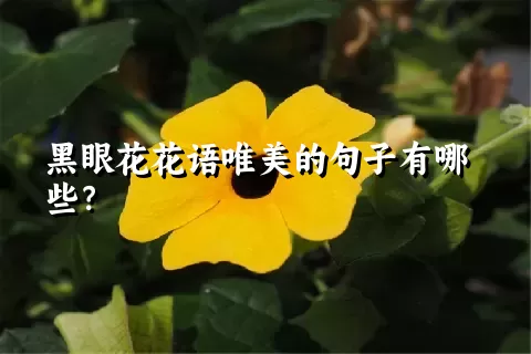 黑眼花花语唯美的句子有哪些？