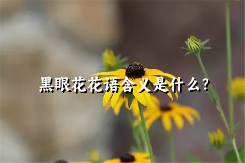 黑眼花花语含义是什么？