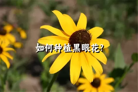 如何种植黑眼花?