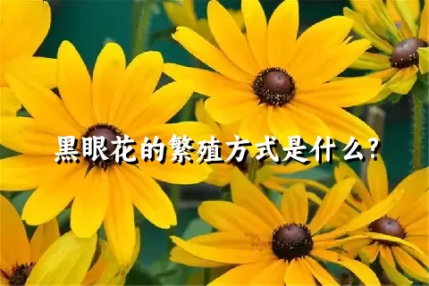 黑眼花的繁殖方式是什么?