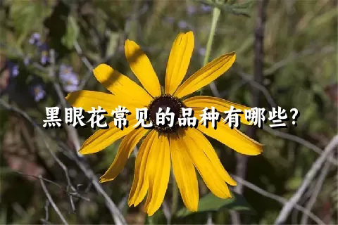 黑眼花常见的品种有哪些?