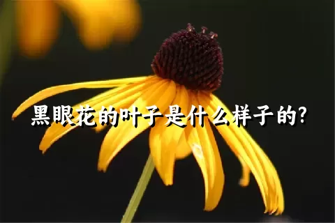 黑眼花的叶子是什么样子的?