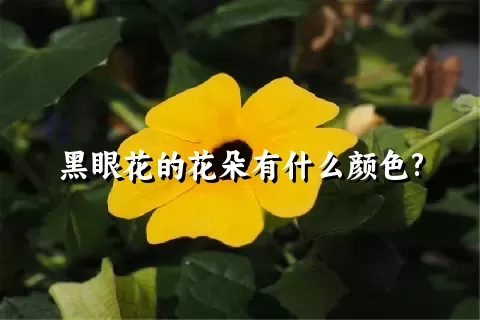 黑眼花的花朵有什么颜色?