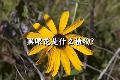 黑眼花是什么植物?