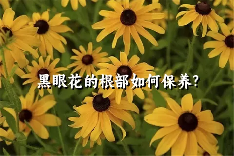 黑眼花的根部如何保养?