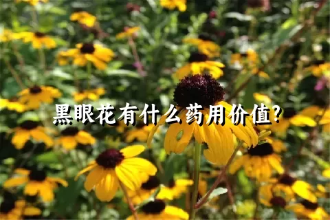 黑眼花有什么药用价值?