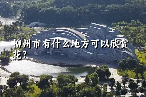 柳州市有什么地方可以欣赏花？