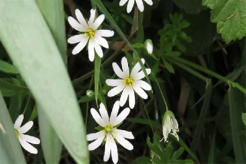 繁缕花