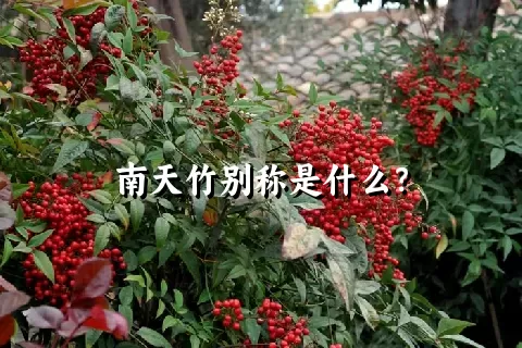 南天竹别称是什么？