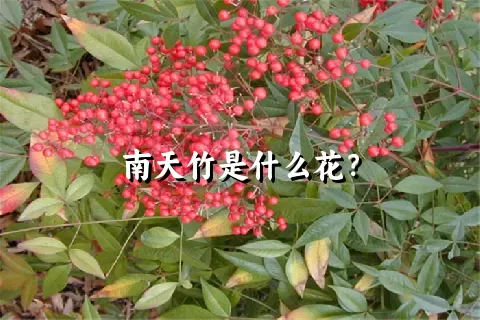 南天竹是什么花？