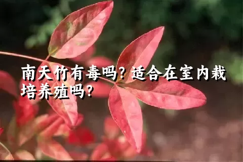 南天竹有毒吗？适合在室内栽培养殖吗？